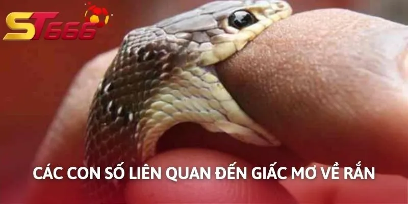 Các con số liên quan đến giấc mơ về rắn